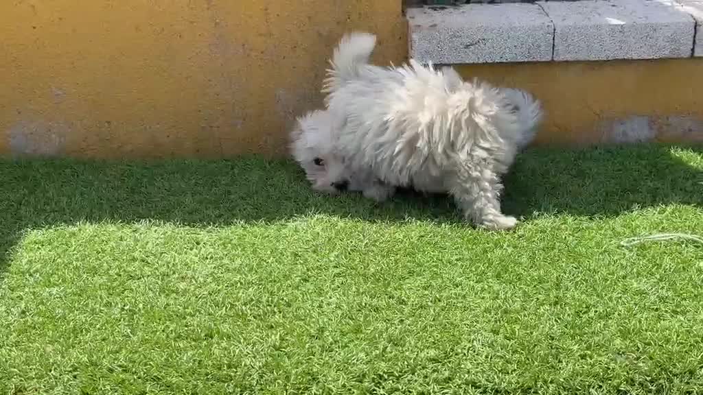 Bichón Maltés perros en venta: Cachorros de Bichón maltés  - Video 1