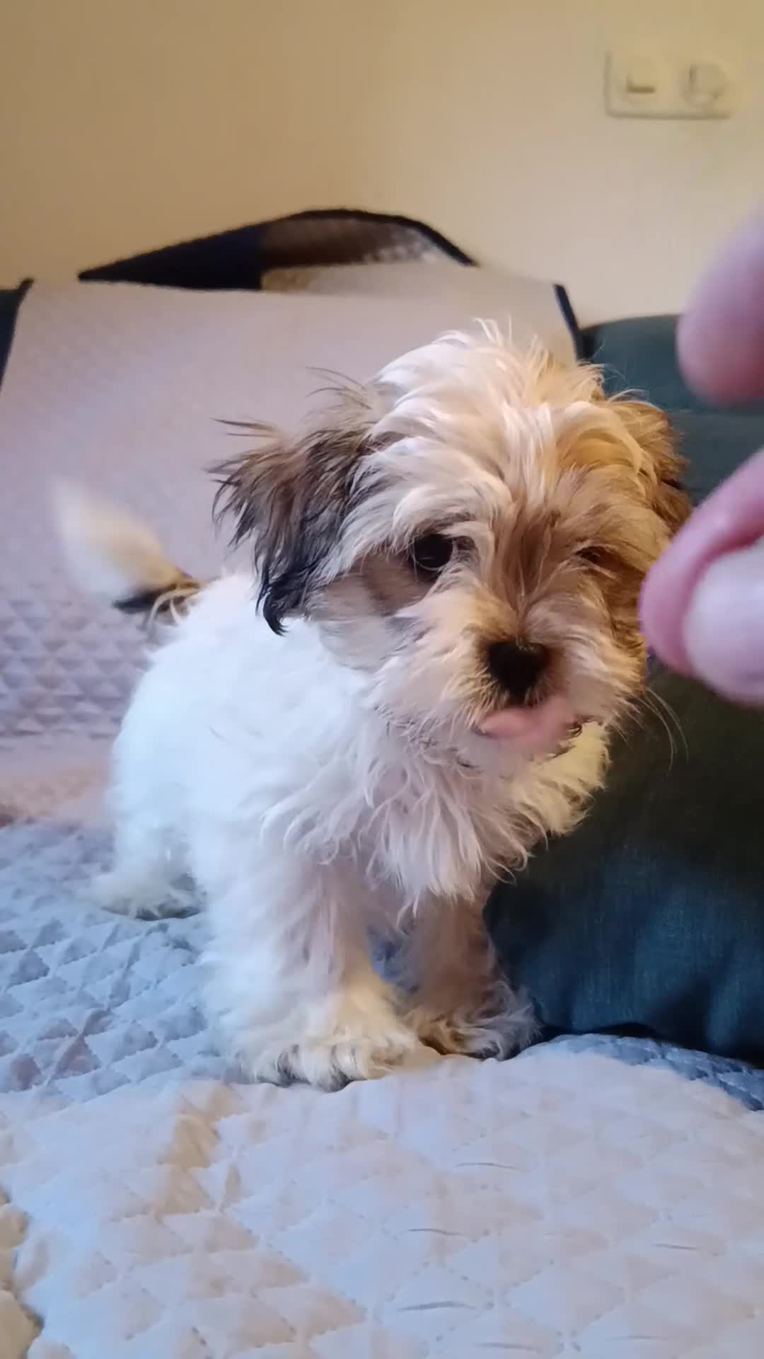 Shih Tzu perros en venta: MalShi. Shihtzu x Maltes - Video 1