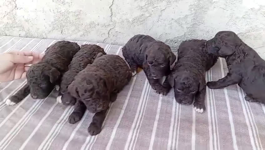 Perro de Agua Español perros en venta: Perros de agua cachorros - Video 1