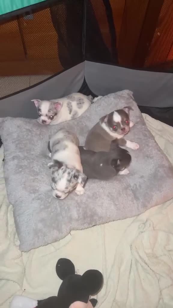 Chihuahua perros en venta: CHIHUAHUAS - Video 1