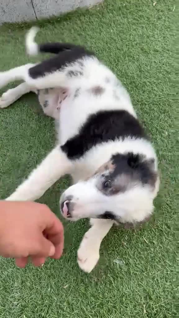 Border Collie perros en venta: Border Collie macho  - Video 1