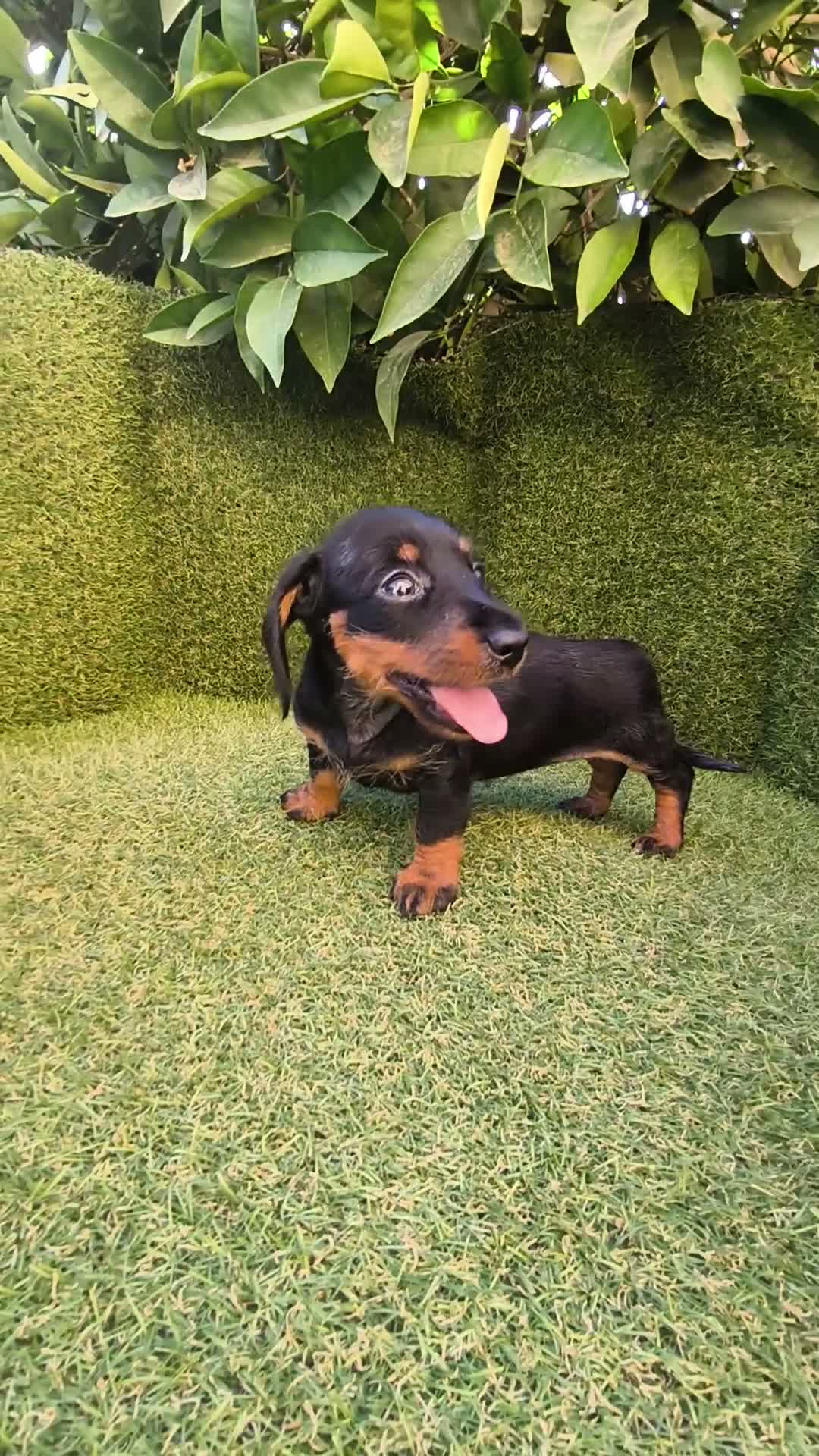 Teckel Miniatura perros en venta: camada teckel miniatura  pelo basto corto    - Video 1
