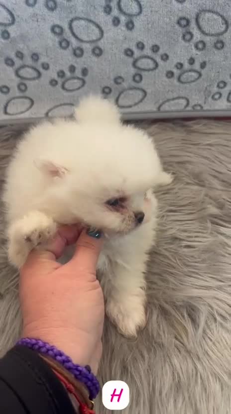 Pomerania perros en venta: POMERANIA HEMBRA MINI TOY - Video 1
