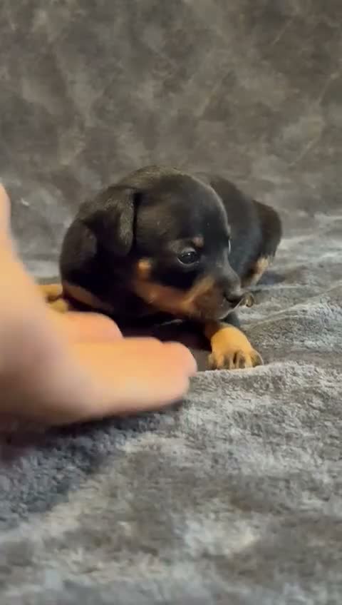 Pinscher Miniatura perros en venta: Pinscher Miniatura - Video 3