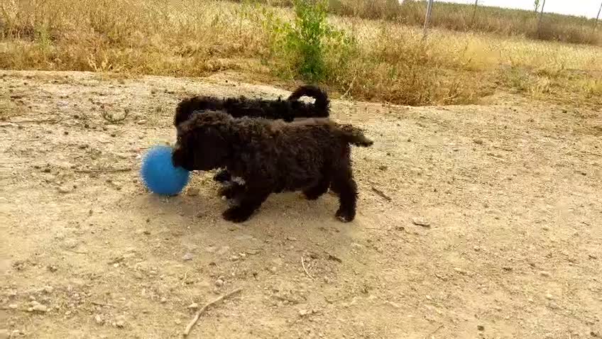 Perro de Agua Español perros en venta: Preciosos cachorros de Perro de Agua - Video 1