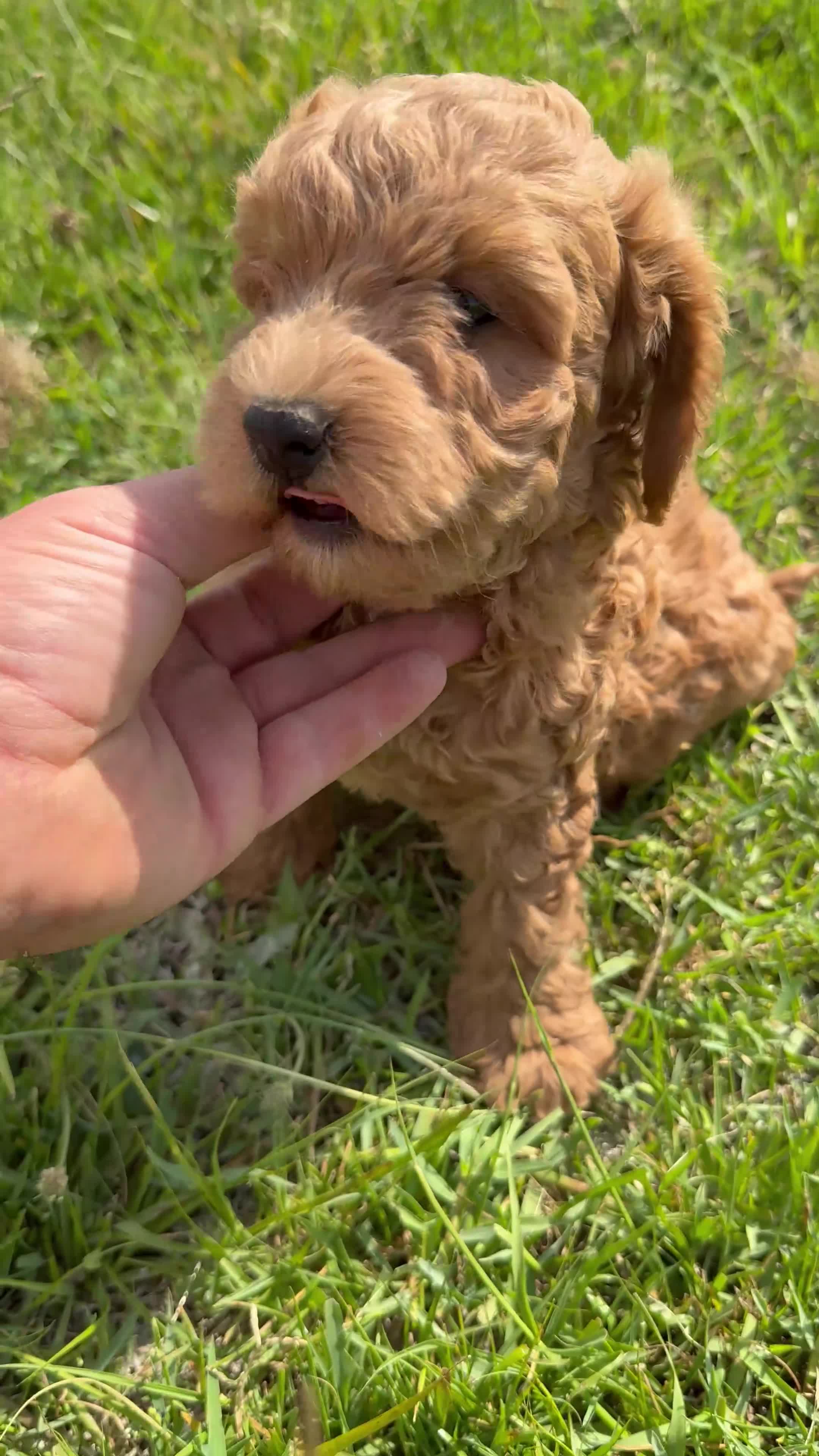 Caniche Enano perros en venta: Caniche rojo - Video 3