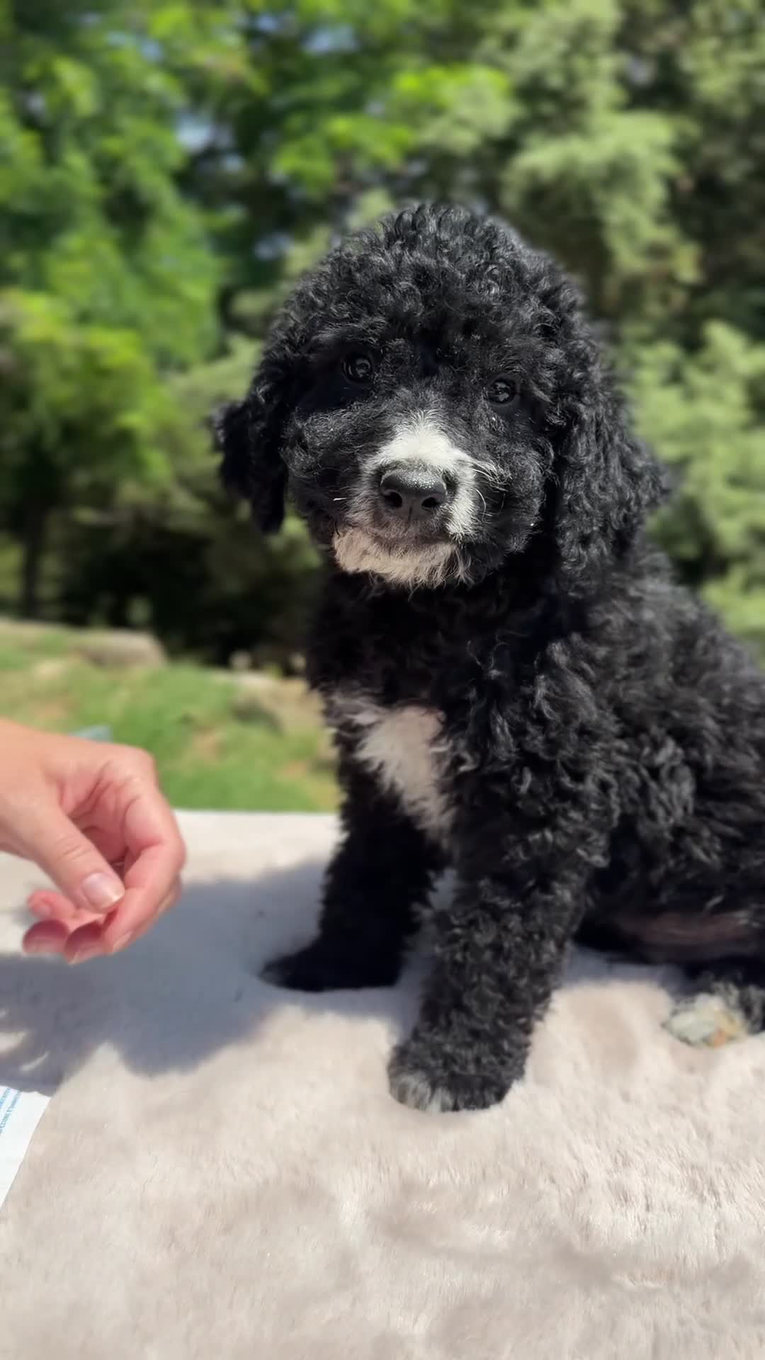 Perro de Agua Español perros en venta: Pdae negro y blanco  - Video 1