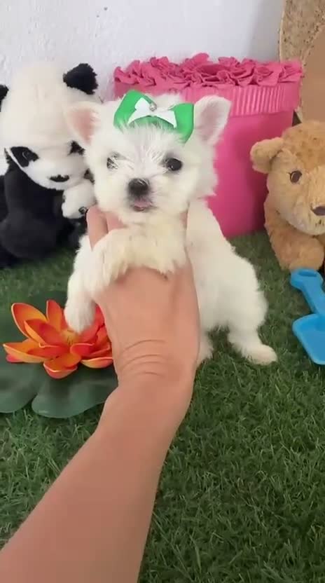 Bichón Maltés perros en venta: Bichón maltes coreano - Video 1