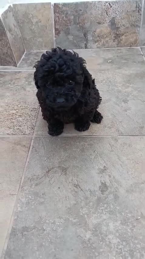 Caniche Toy perros en venta: Cachorros caniche toy  - Video 1