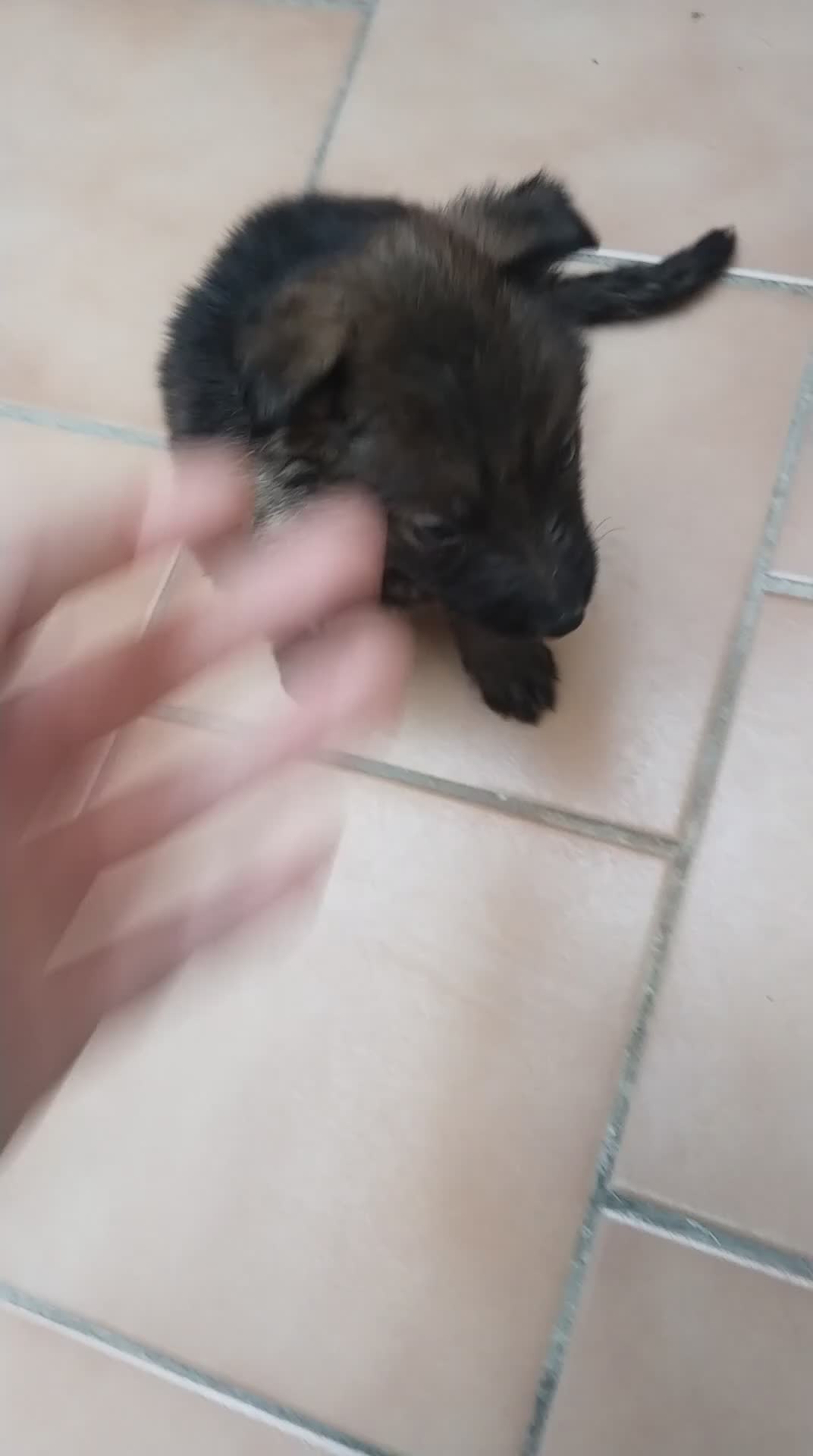 Pastor Alemán perros en venta: Disponible 1 hembra de Pastor alemán  - Video 1