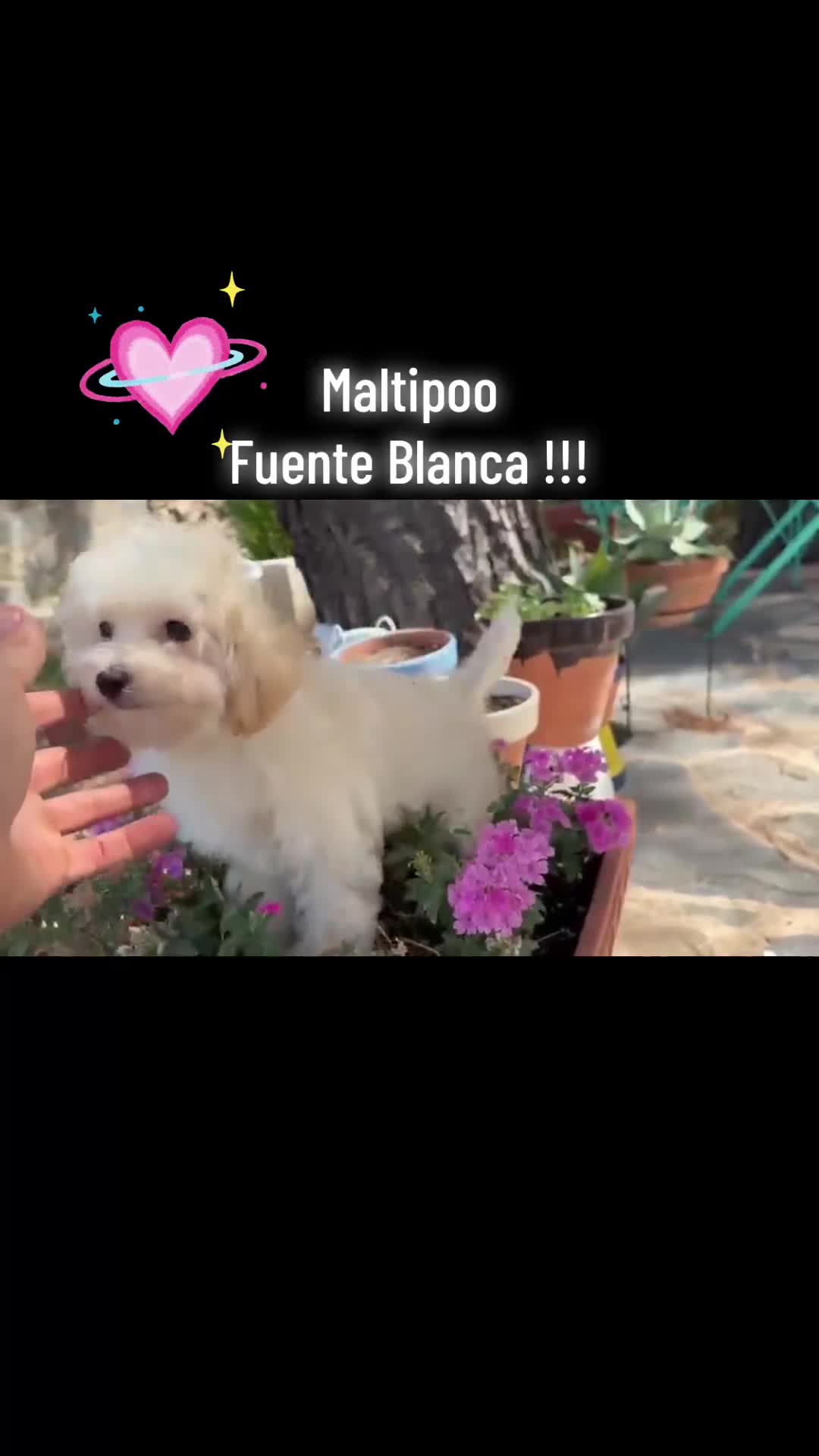 Maltipoo perros en venta: Maltipoo listo para entregar!!! - Video 1