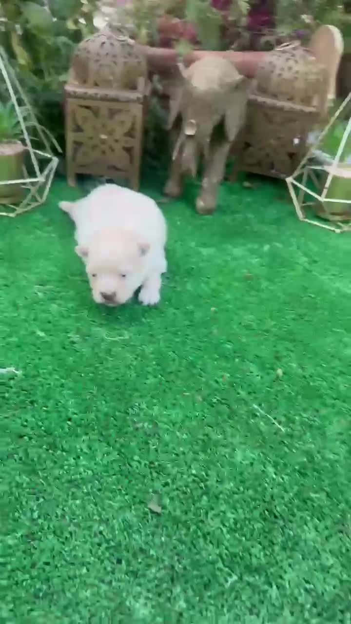 Pomerania perros en venta: Luli de pomerania macho Toy crema disponible  - Video 1