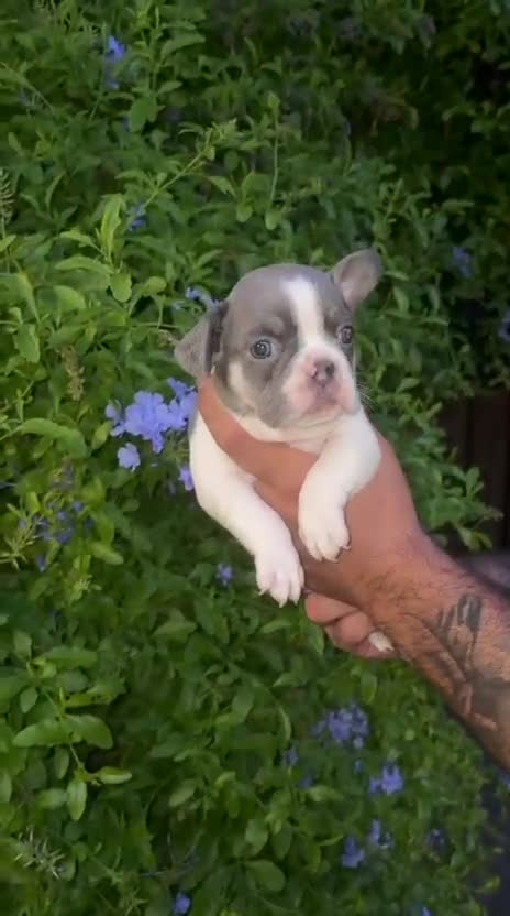 Bulldog Francés perros en venta: ✨ CAMADA EXCLUSIVA | LILAC & TAN ✨ - Video 3