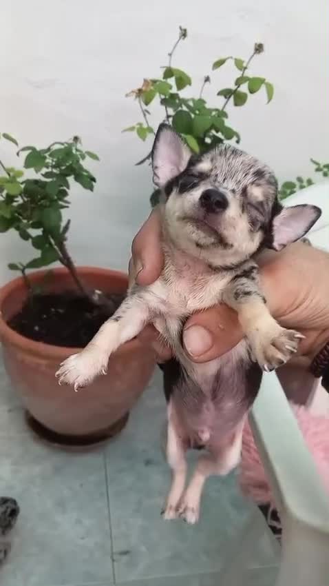 Chihuahua perros en venta: Chihuahua toys disponible  - Video 2