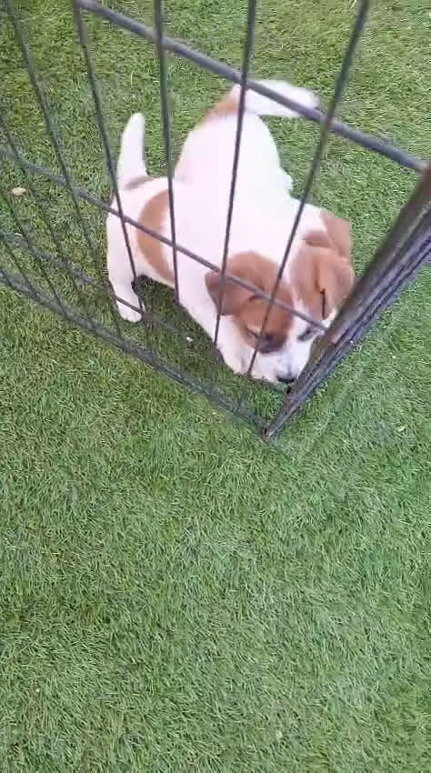 Jack Russell Terrier perros en venta: Jack Russell espectaculares  - Video 1