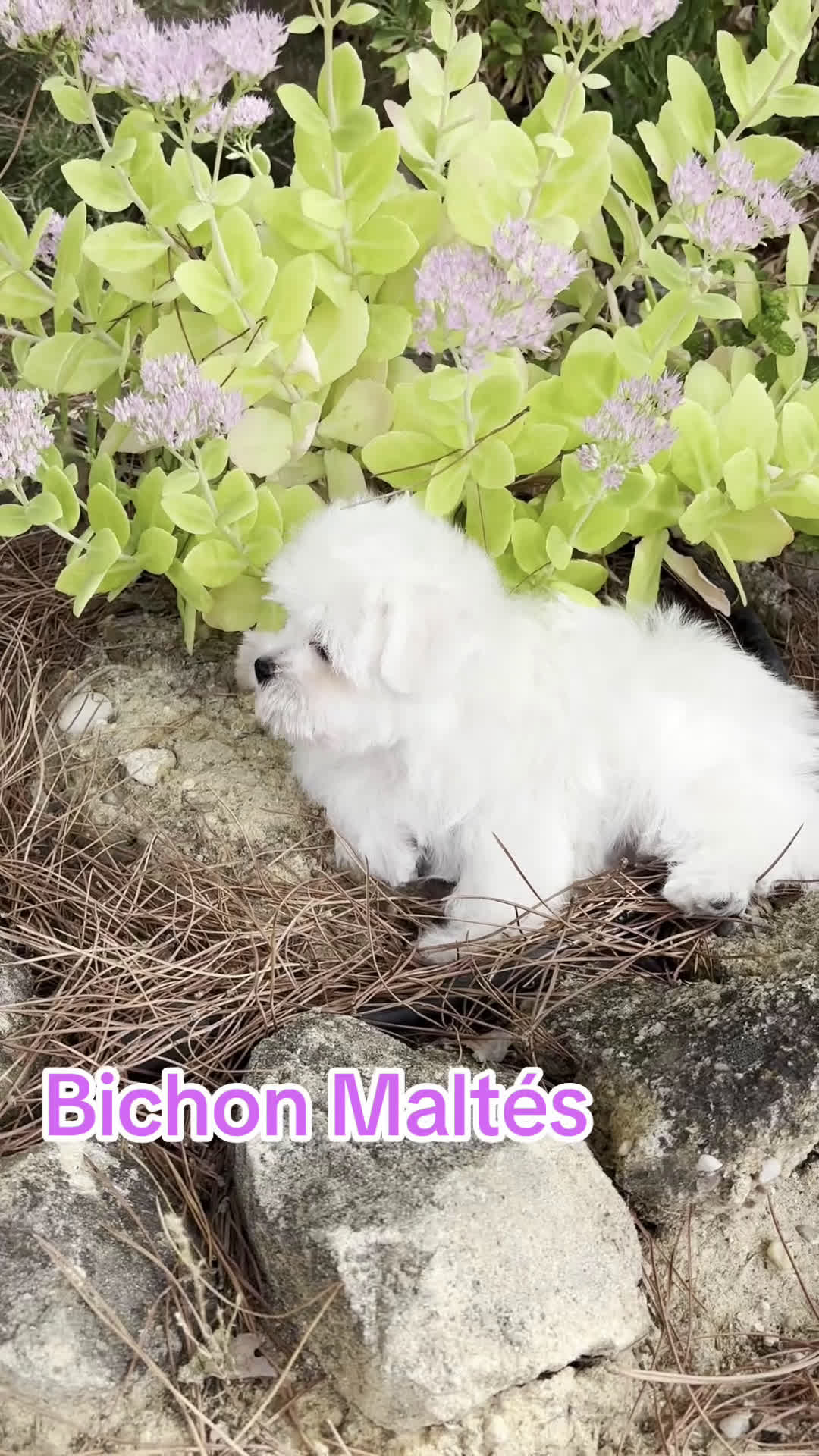 Bichón Maltés perros en venta: Bichon Maltés muy buenas líneas !!! - Video 1