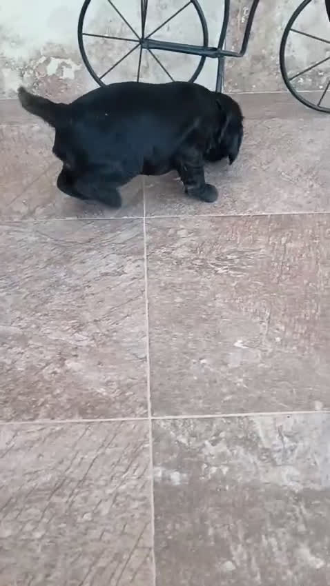 Cocker Spaniel Inglés perros en venta: COCKERS - Video 1