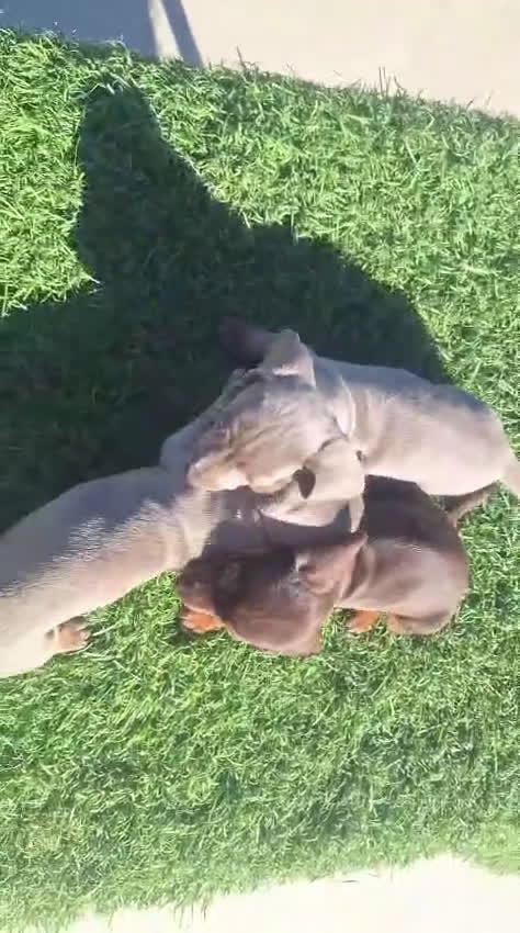 Teckel Miniatura perros en venta: Teckel kanichen isabela ojos claros  - Video 1