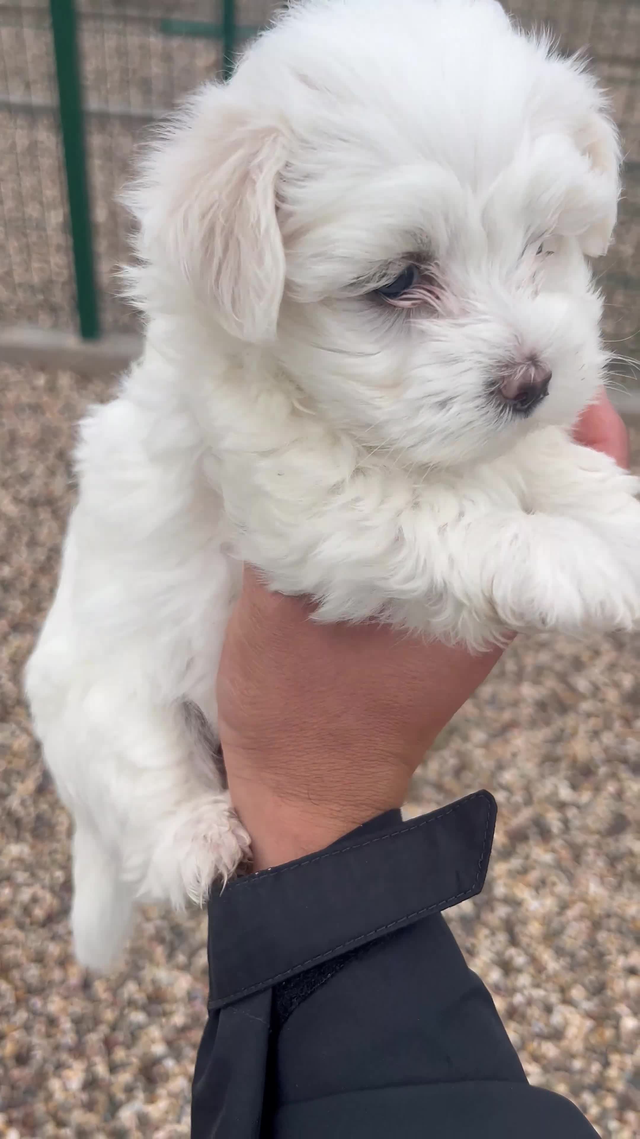 Bichón Maltés perros en venta: BICHÓN MALTÉS  - Video 2