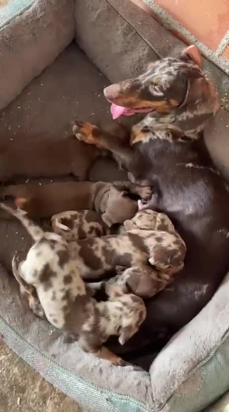 Teckel perros en venta: Teckel - Video 1