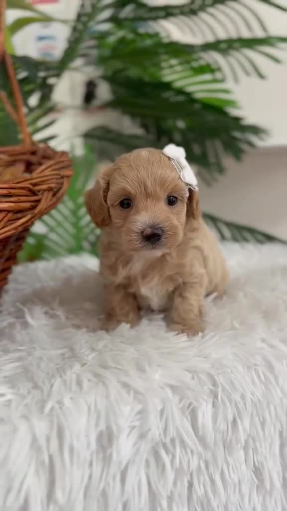 Maltipoo perros en venta: MALTIPOO MACHOS  - Video 1