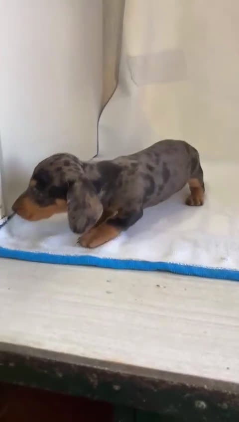 Teckel perros en venta: Camada de teckel macho y hembra nacionales - Video 2