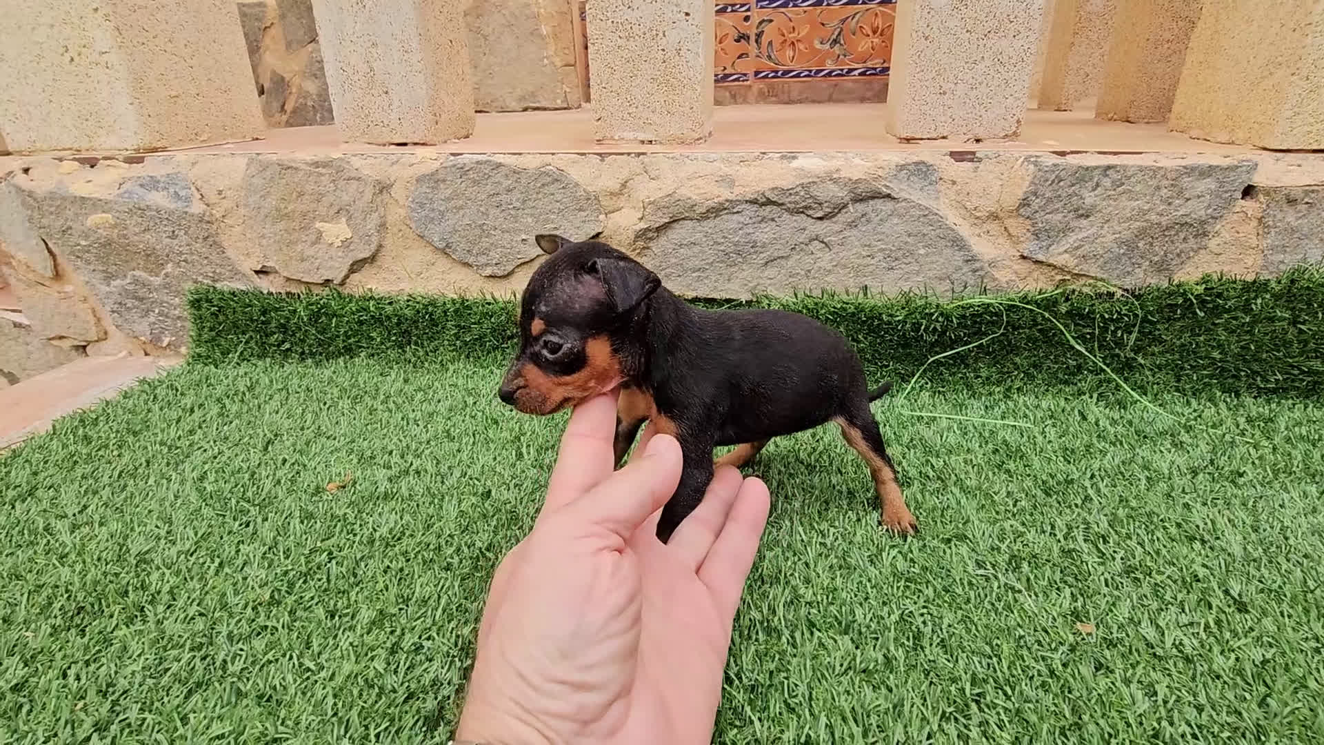 Pinscher Miniatura perros en venta: Espectaculares mini pinscher  - Video 1