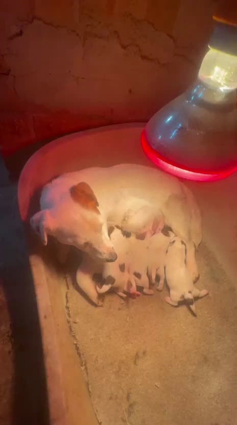 Jack Russell Terrier perros en venta: Jack Russell bicolor y tricolor  - Video 1