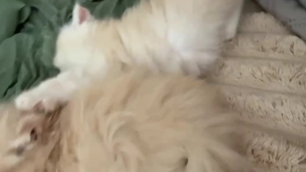 Persa gatos en venta: Gatos persas - Video 1