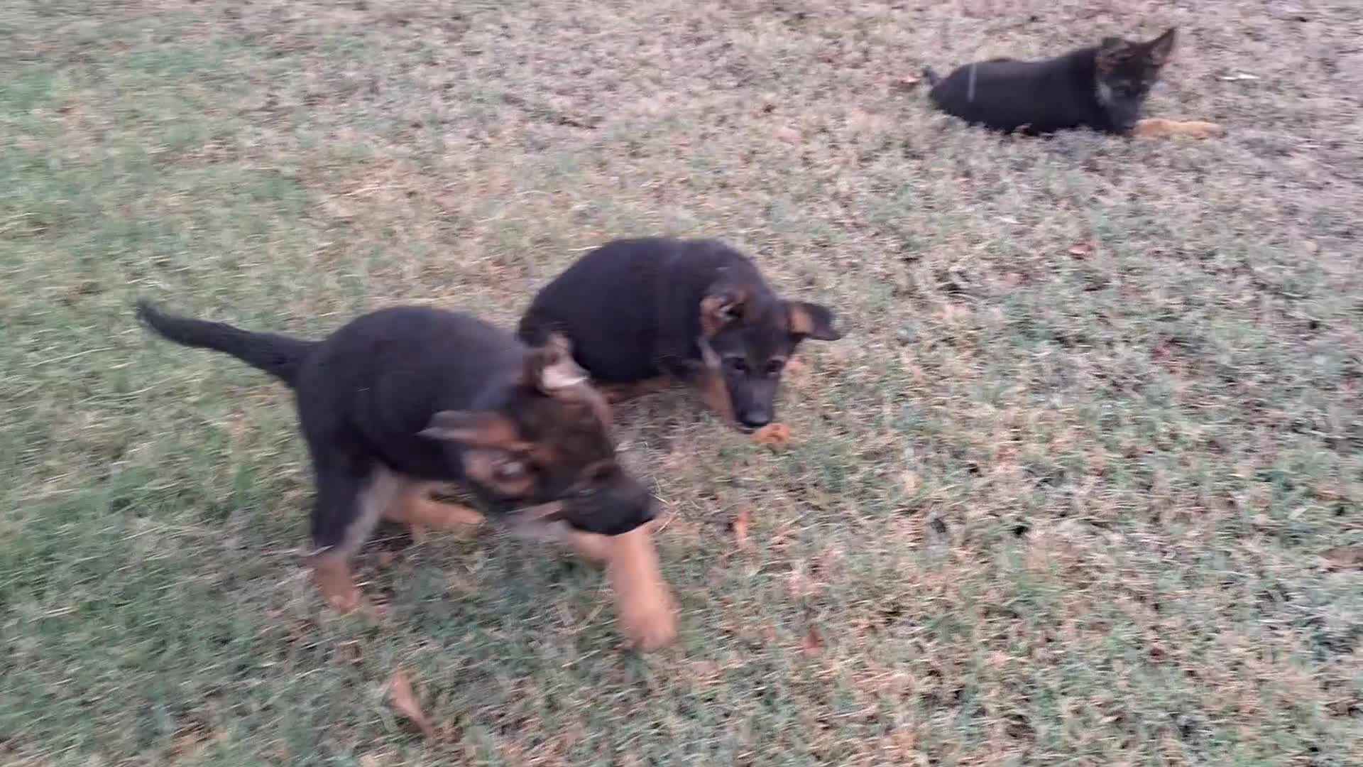 Pastor Alemán perros en venta: Pastor Alemán - Video 1