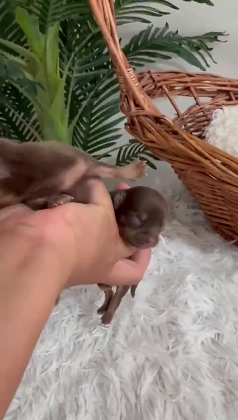 Chihuahua perros en venta: CHIHUAHUA CHOCOLATE AND TAN - Video 2