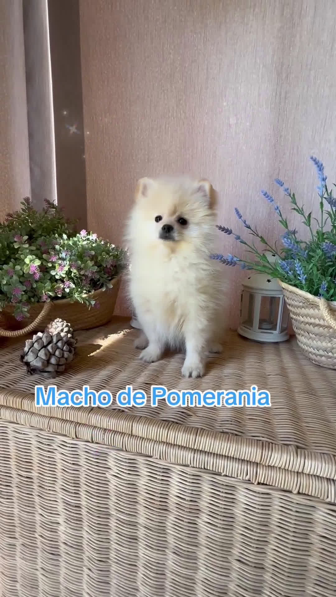 Pomerania perros en venta: Pomerania Macho listo para entregar!! - Video 1
