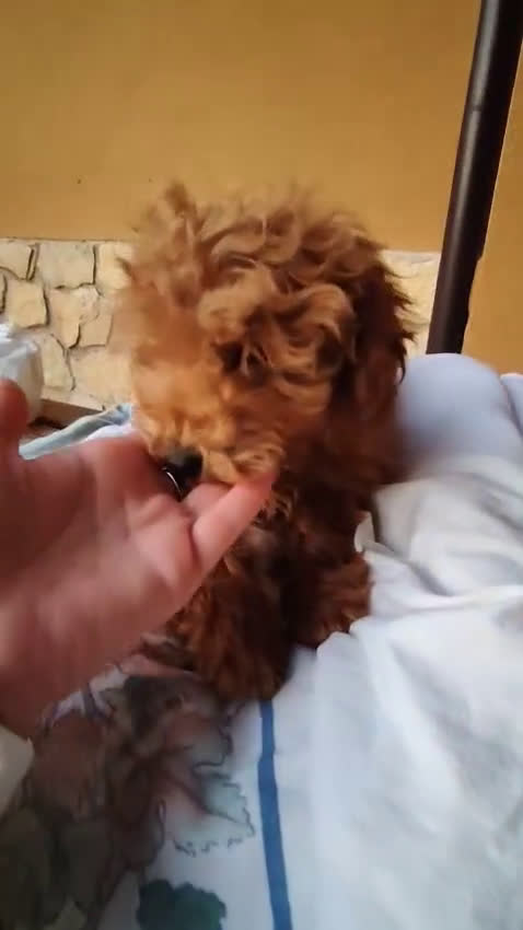 Caniche Toy perros en venta: Macho disponible - Video 1