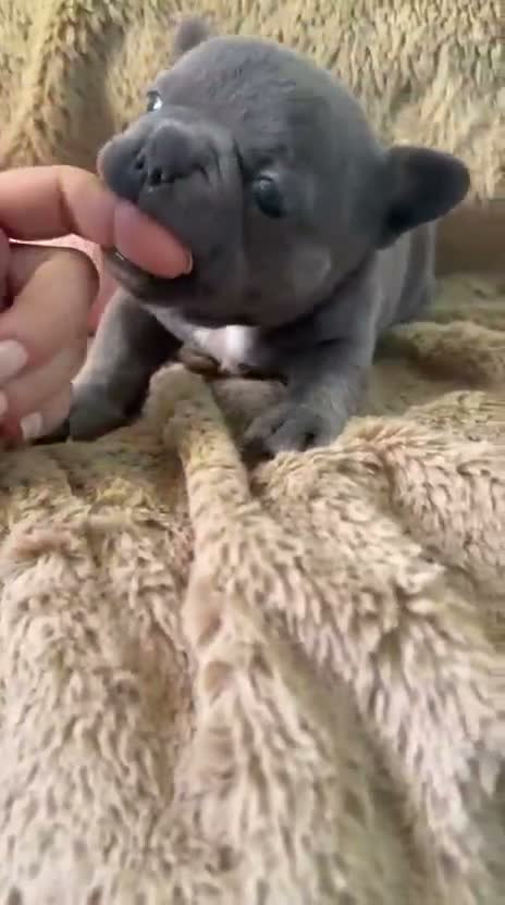 Bulldog Francés perros en venta: Hembra bulldog francés blue - Video 1