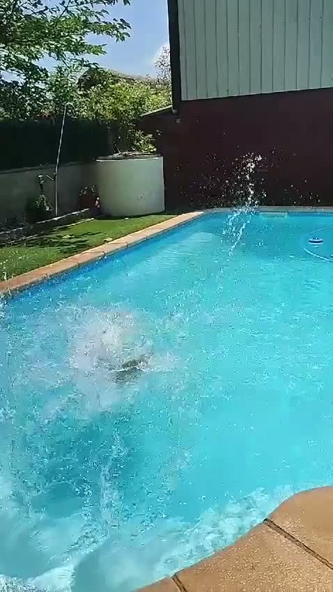 Pastor Belga Malinois perros en venta: Pastor Belga Malinois 🐾🐕❤️ - Video 1