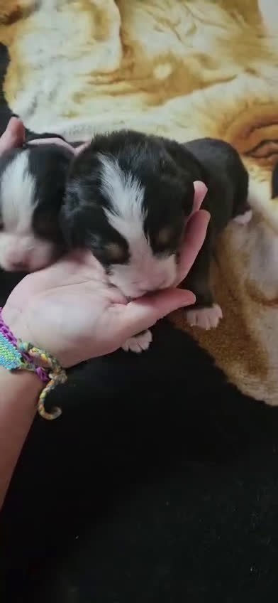 Boyero de Berna perros en venta: Boyeros de Berna bebes preciosos  - Video 1