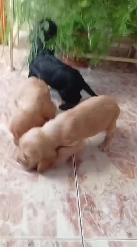 Cocker Spaniel Inglés perros en venta: Cachorros de spaniel inglés  - Video 1