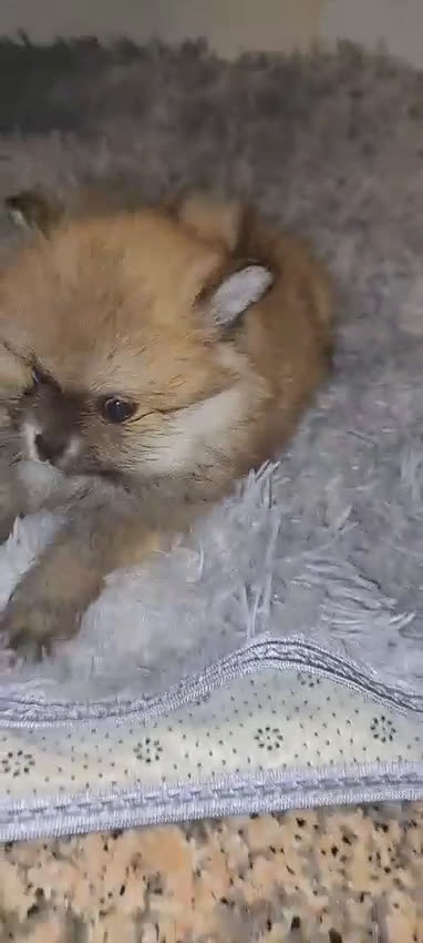 Pomerania perros en venta: Pomerania lulu Toy muy peluditos y chatitos  - Video 5