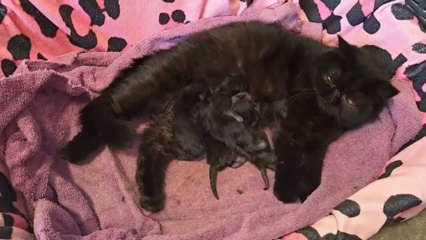 Persa gatos en venta: GATOS PERSAS EXCLUSIVOS - Video 1