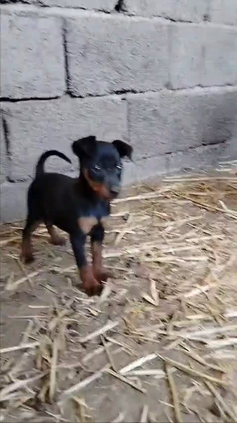 Pinscher Austríaco de Pelo Corto perros en venta: OPORTUNIDAD PINCHER PURA RAZA - Video 2