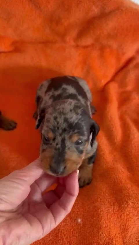 Teckel Miniatura perros en venta: Teckel miniatura  - Video 2