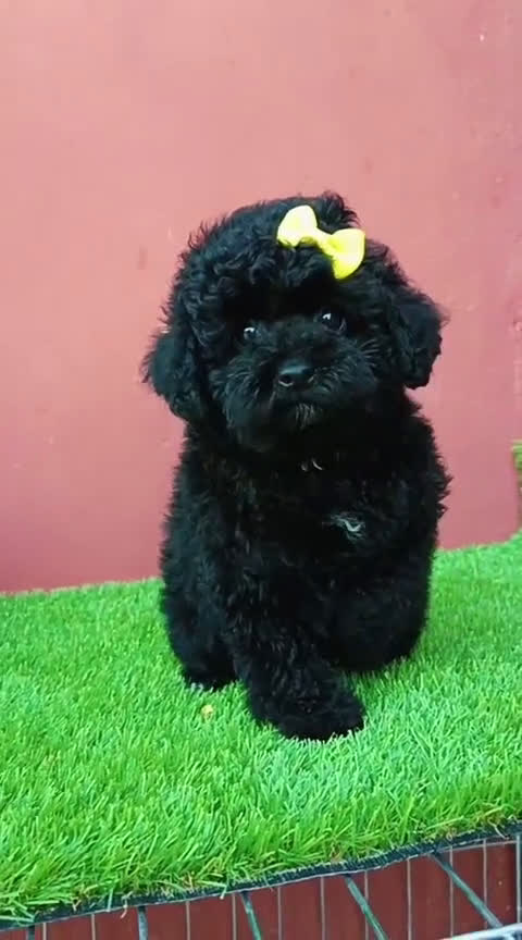 Caniche Enano perros en venta: CANICHE MINITOY NEGRO - Video 1