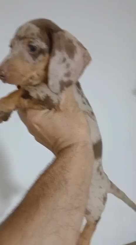 Teckel Miniatura perros en venta: Teckel miniatura merle choco - Video 2