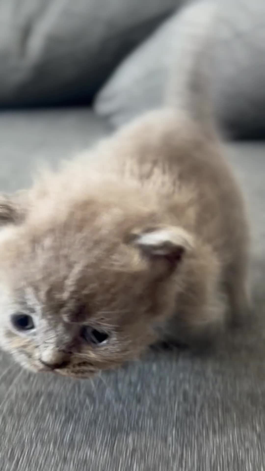 Munchkin gatos en venta: Munchkin azul - Video 1