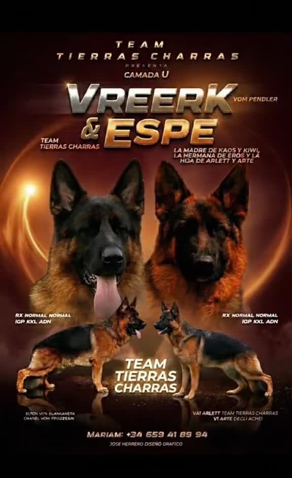 Pastor Alemán perros en venta: Espectaculares cachorros de pastor alemán  - Video 1