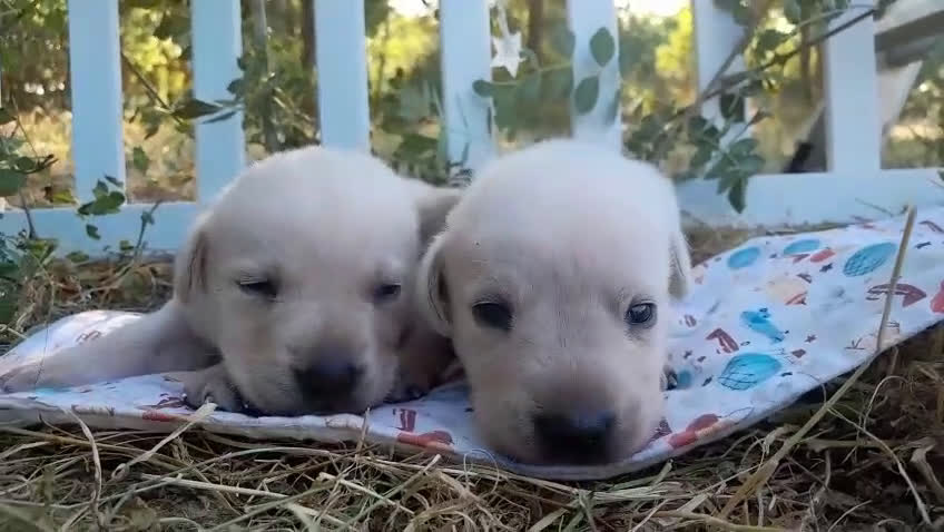 Labrador Retriever perros en venta: Preciosa camada de Labrador Retriever - Video 2