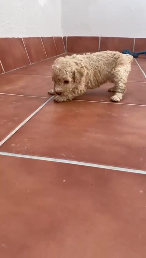 Perro de Agua Español perros en venta: PERRO DE AGUA  - Video 1