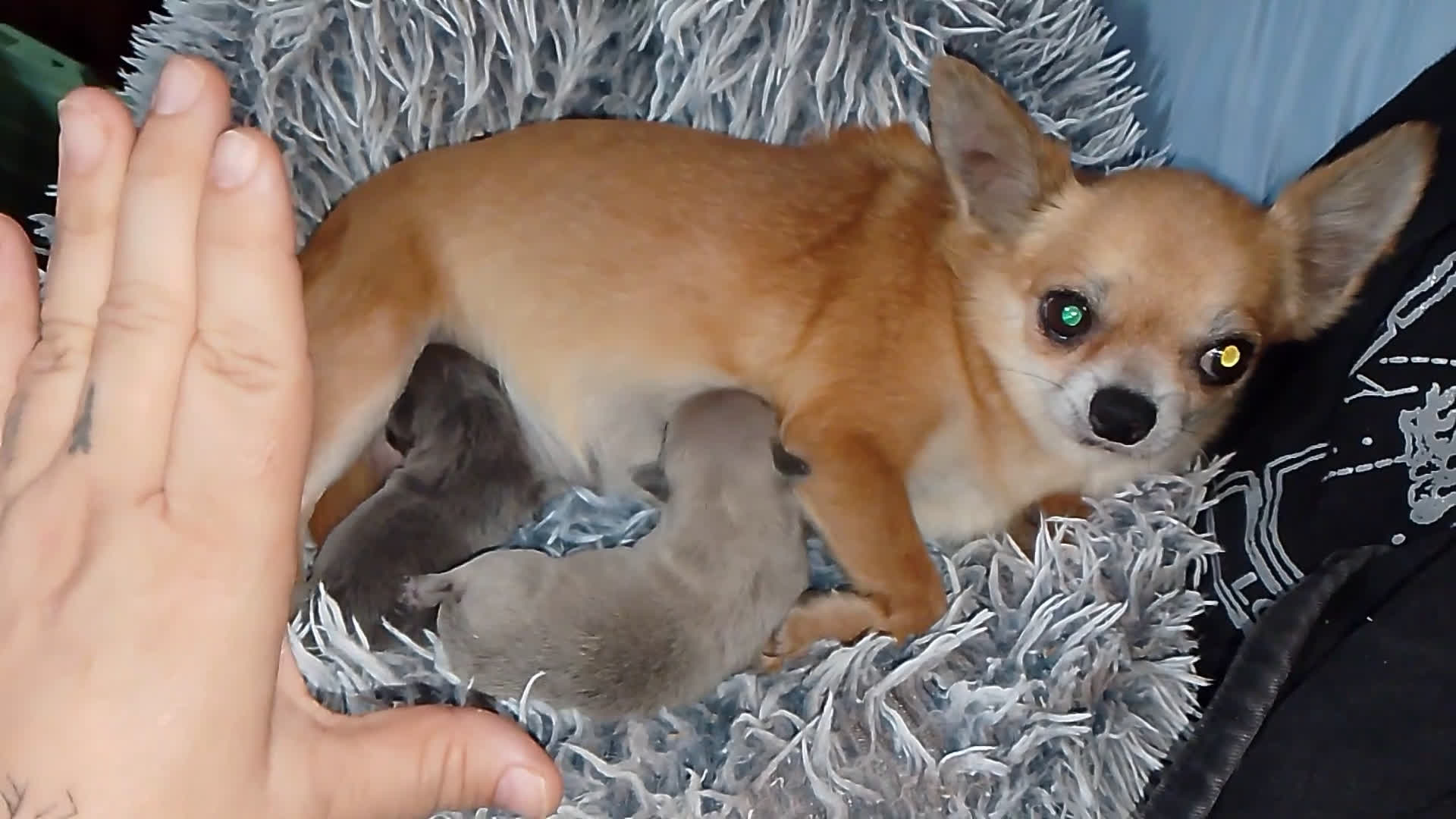 Chihuahua perros en venta: Camada de chihuahua toy  - Video 1