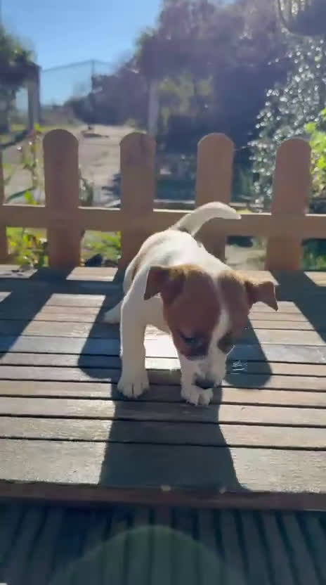 Jack Russell Terrier perros en venta: Jack Russell juguetones bicolor preciosos  - Video 2