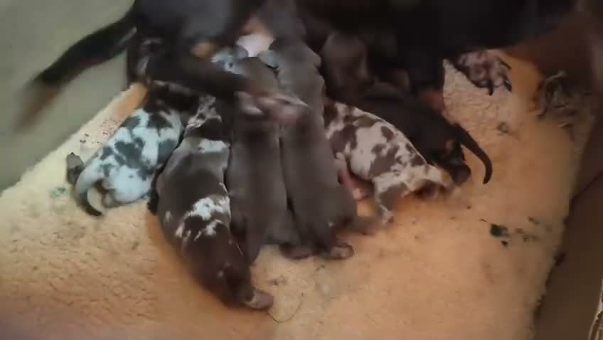 Teckel Miniatura perros en venta: TECKELS MINIATURAS PRECIOSA CAMADA  - Video 2